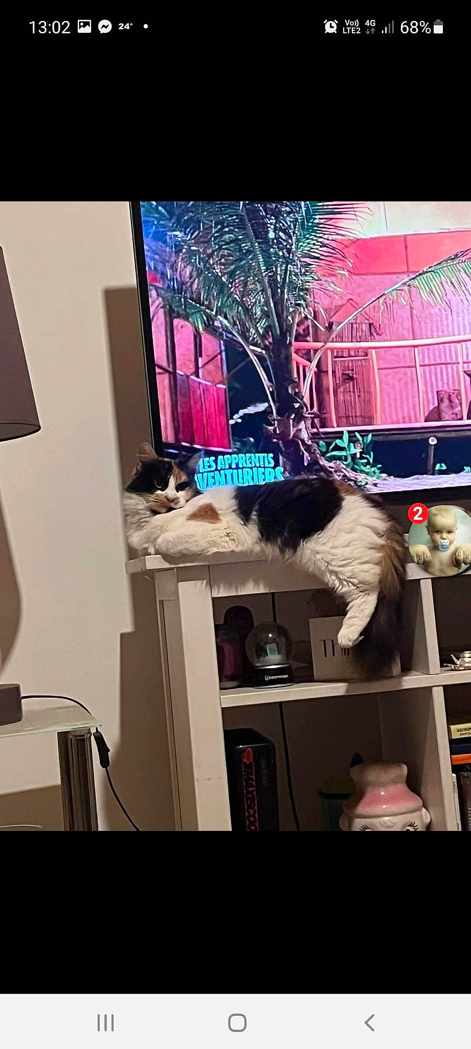 Willo a rejoint le concours — aidez-le/la à gagner de superbes lots ! carnivore, cat, event, felidae, fur, interior_design, magenta, natural_material, pink, plant, purple, room, shelf, shelving, small_to_medium_sized_cats, tail, textile, tree, twig, window