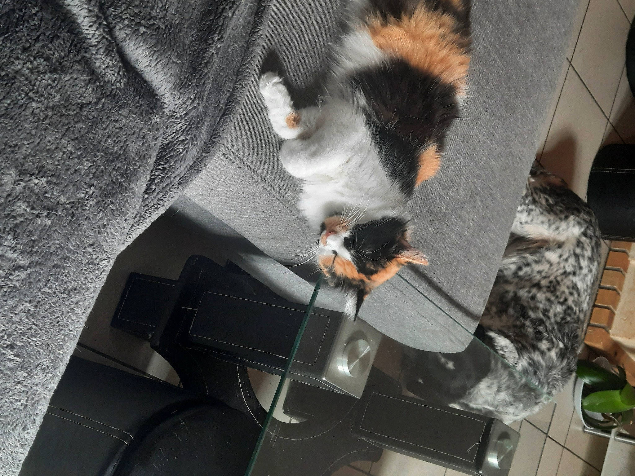 Willo participe au concours pour gagner de l'argent avec cette photo : chair, comfort, companion_dog, flooring, fur, grey, room, tail, wood