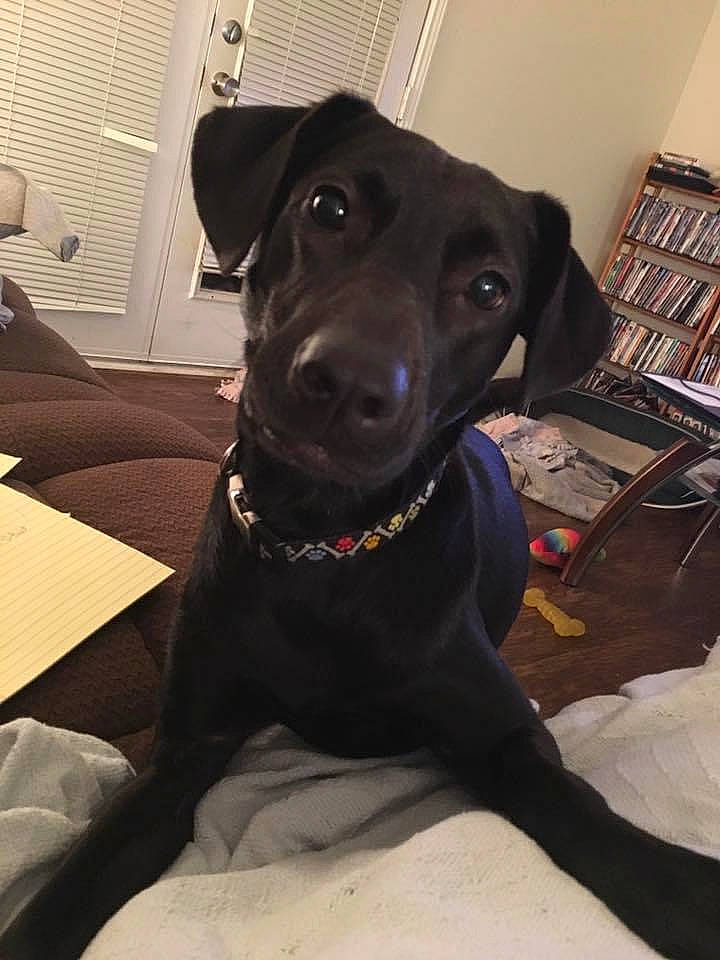 Lexi is registered to the contest to win money with this photo: bookcase, borador, canidae, carnivore, collar, comfort, companion_dog, dog, dog_breed, dog_collar, eye, fawn, flooring, head, liver, pet_supply, shelf, snout, whiskers, working_animal