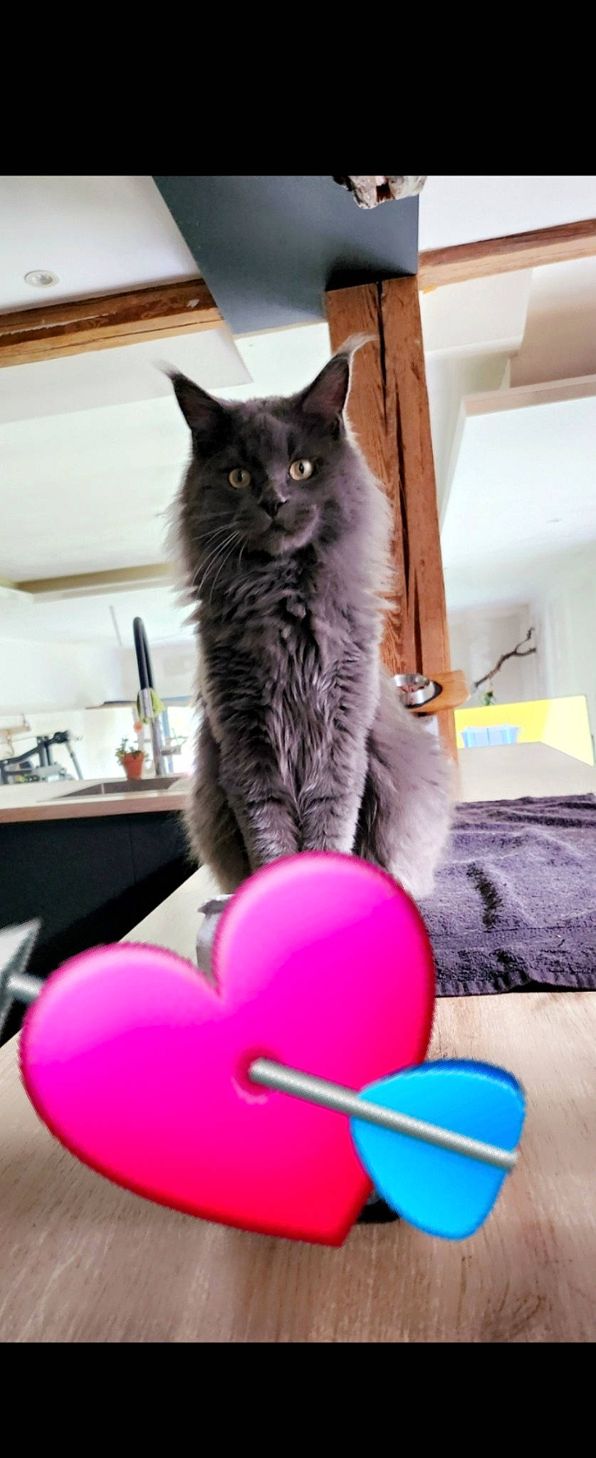 Tom participe au concours pour gagner de l'argent avec cette photo : balloon, black_cat, bookcase, carnivore, cat, domestic_short_haired_cat, event, felidae, flooring, fur, grey, living_room, magenta, party_supply, room, shelf, shelving, small_to_medium_sized_cats, tail, whiskers