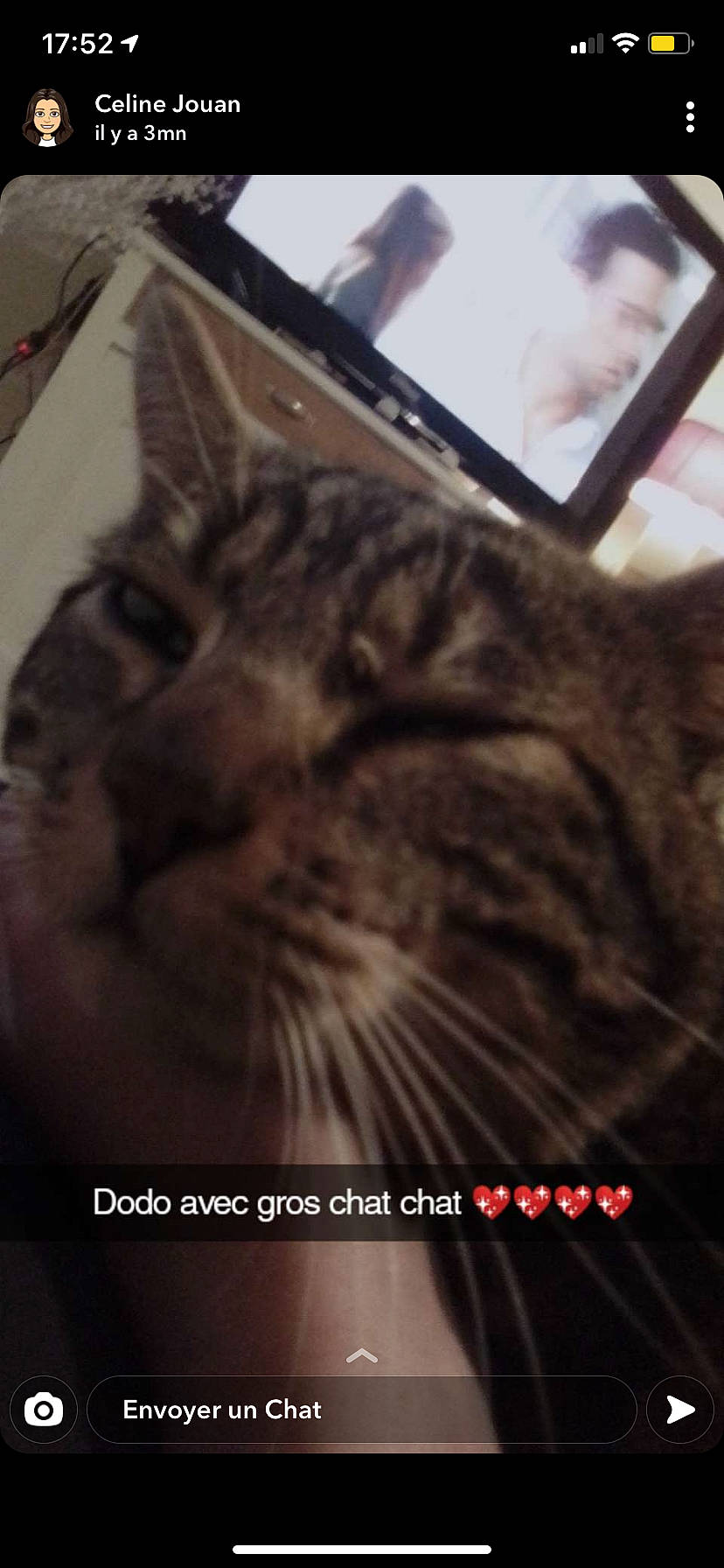 Grisbouille a rejoint le concours — aidez-le/la à gagner de superbes lots ! carnivore, cat, display_device, domestic_short_haired_cat, felidae, font, fur, laptop, metal, paw, personal_computer, photo_caption, sky, small_to_medium_sized_cats, snout, square, terrestrial_animal, tree, whiskers, wildlife