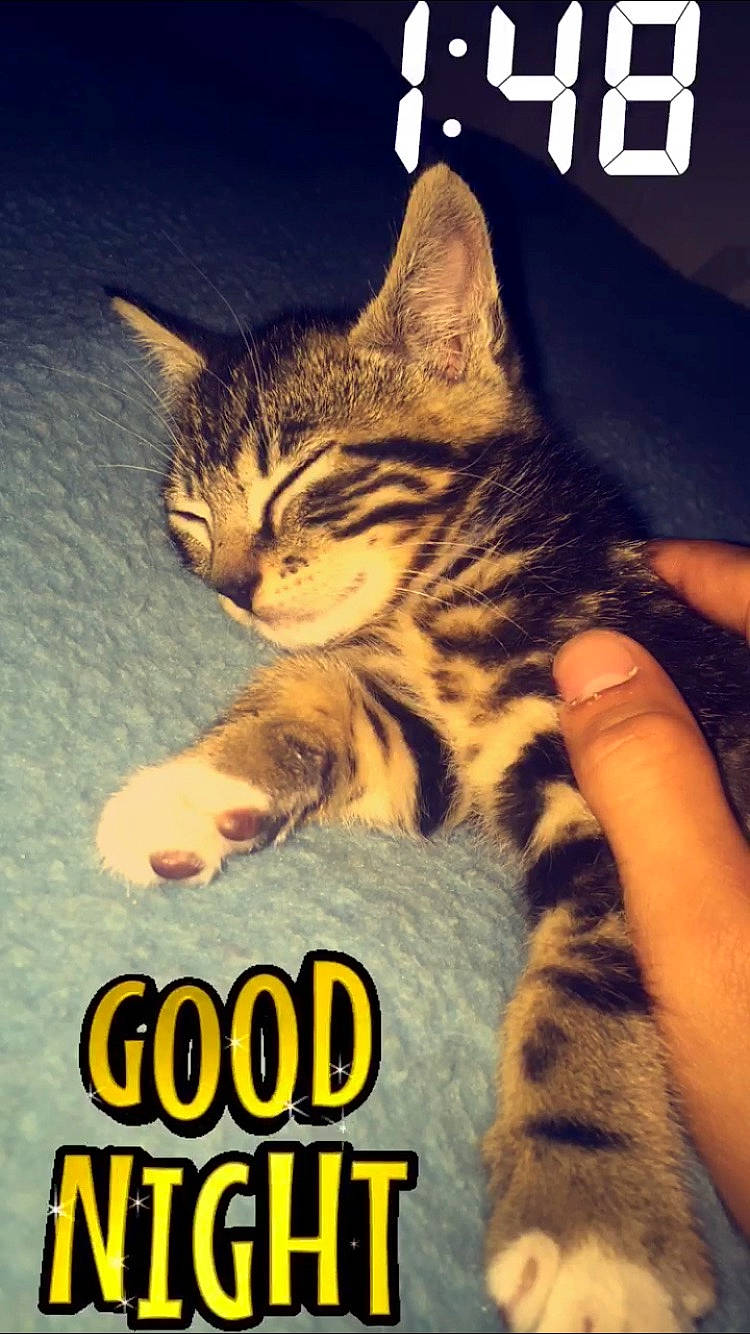 Grisbouille participe au concours pour gagner de l'argent avec cette photo : carnivore, cat, claw, domestic_short_haired_cat, felidae, flesh, font, foot, fur, gesture, logo, paw, photo_caption, small_to_medium_sized_cats, snout, square, tail, terrestrial_animal, whiskers, wildlife