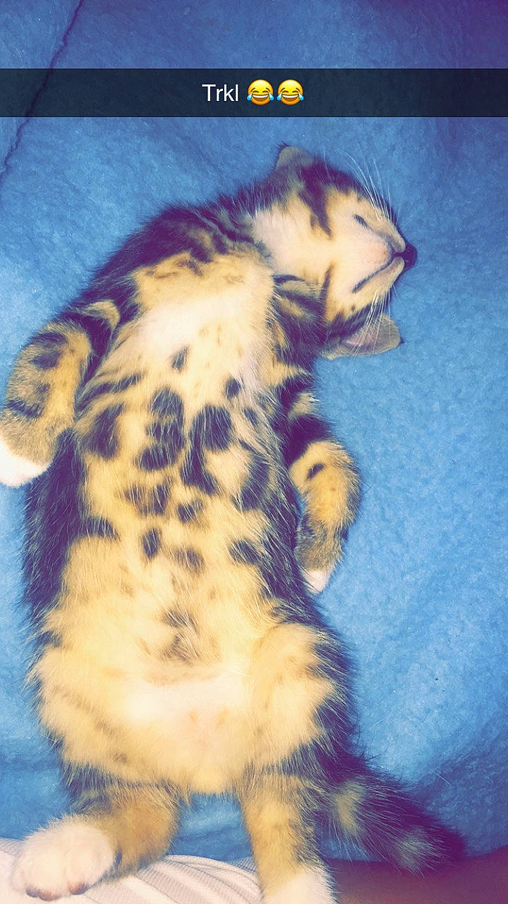 Grisbouille a rejoint le concours — aidez-le/la à gagner de superbes lots ! big_cats, carnivore, cat, claw, domestic_short_haired_cat, electric_blue, fawn, felidae, foot, fur, paw, photo_caption, small_to_medium_sized_cats, snout, tail, terrestrial_animal, toe, visual_arts, whiskers, wildlife