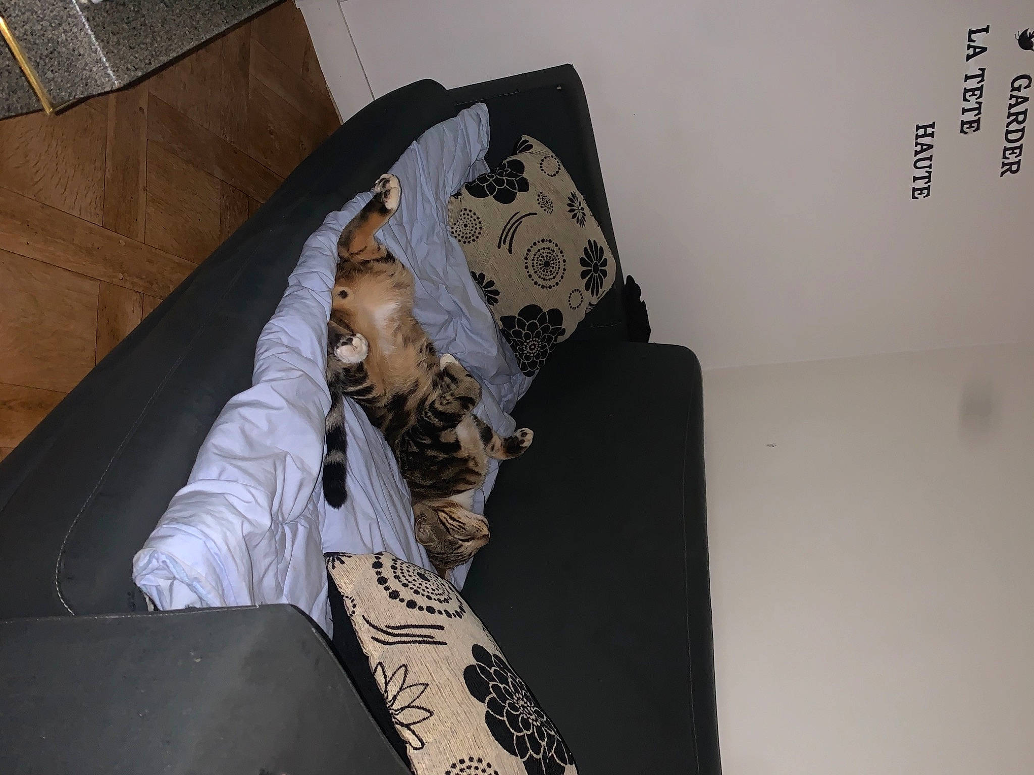 Grisbouille participe au concours pour gagner de l'argent avec cette photo : art, comfort, couch, eyewear, fashion_accessory, fashion_design, flooring, font, fur, linens, paper, paper_product, pattern, room, sitting, sleeve, t_shirt, thigh, visual_arts, wood