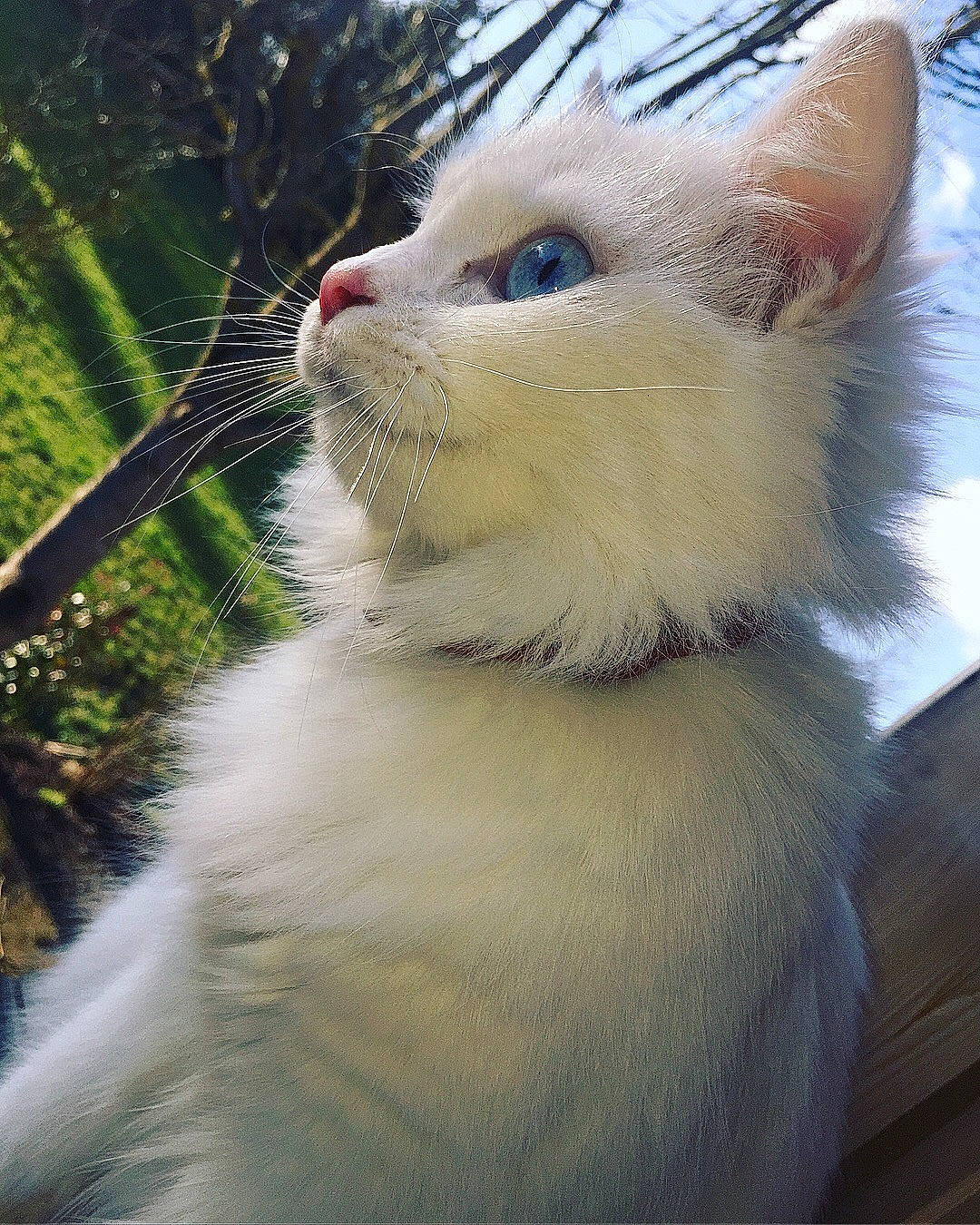 Grisette a rejoint le concours — aidez-le/la à gagner de superbes lots ! carnivore, cat, collar, domestic_short_haired_cat, eyelash, fang, fawn, felidae, fur, grass, jaw, paw, plant, small_to_medium_sized_cats, snout, tail, terrestrial_animal, thai, whiskers, wildlife