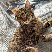 Pablo participe au concours pour gagner de l'argent avec cette photo : cat, tabby, pet, animal, feline, fur, whiskers, ears, eyes, blanket, texture, indoor, relaxed, resting, cozy, sleepy, closeup, mammal, cute, companion