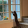 Pablo a rejoint le concours — aidez-le/la à gagner de superbes lots ! cat, tabby_cat, stairs, window, indoor, granite, flower, greenery, orange_flower, curious, pet, animal, paw, reaching, home_interior, daylight, glass_window, houseplant, vertical, domestic