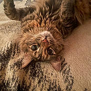 Michi is registered to the contest to win money with this photo: animal, bed, blanket, cat, cozy, cute, eyes, feline, fluffy, fur, indoor, nose, paws, pet, playful, relaxed, resting, tabby, upside_down, whiskers