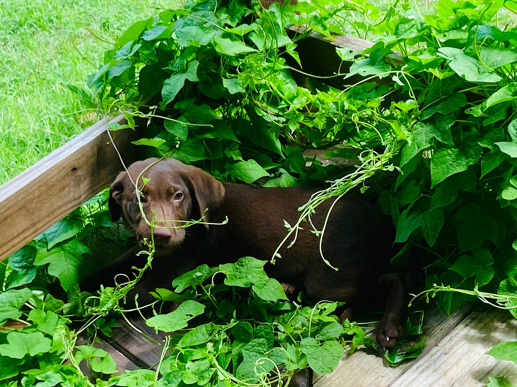 Ares joined the competition — help win amazing prizes! canidae, carnivore, dog, dog_breed, grass, herb, hunting_dog, labrador_retriever, leaf, liver, plant, pointing_breed, puppy, sporting_group