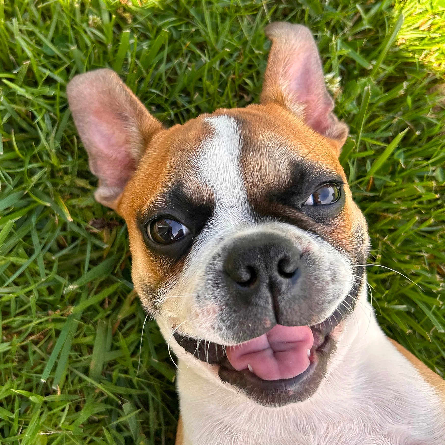 Aster