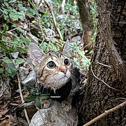 Baïa a rejoint le concours — aidez-le/la à gagner de superbes lots ! kitten, cat, animal, forest, nature, rock, tree, leaves, branches, outdoor, wildlife, curious, young, cute, mammal, fur, whiskers, eyes, collar, exploration