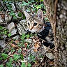 Baïa participe au concours pour gagner de l'argent avec cette photo : cat, tabby_cat, outdoor, tree, ivy, leaves, harness, curious, nature, rocks, animal, pet, whiskers, closeup, greenery, wildlife, forest_floor, brown, small_animal, alert