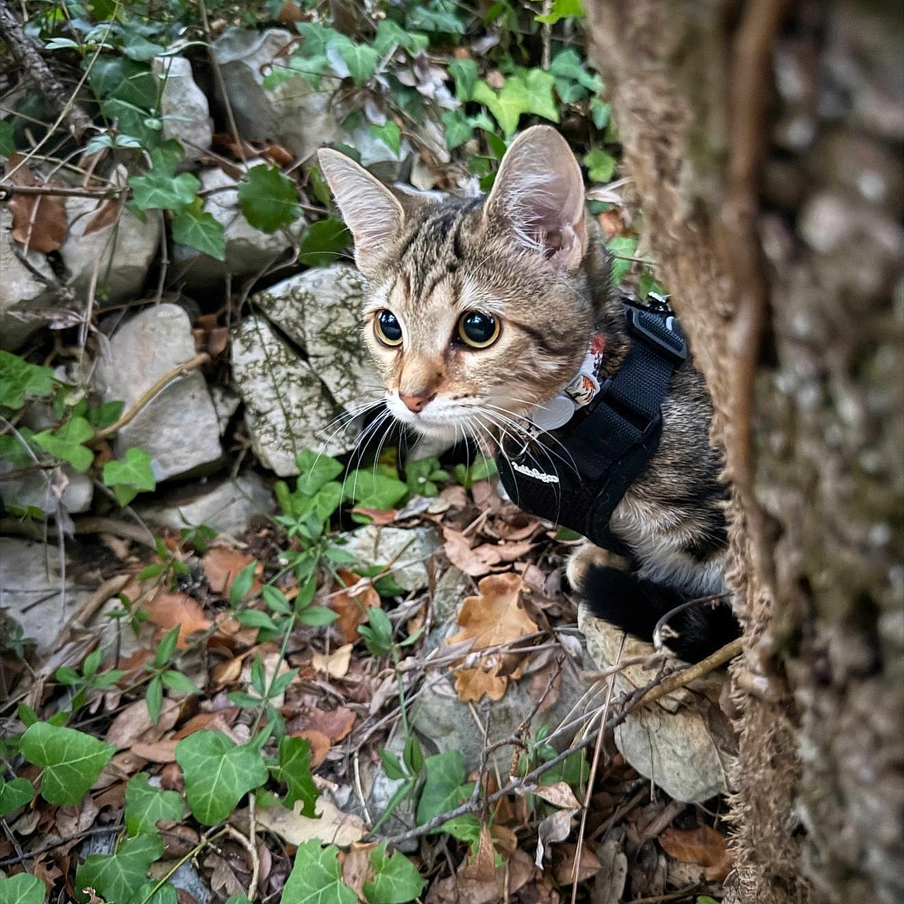 Baïa participe au concours pour gagner de l'argent avec cette photo : cat, tabby_cat, outdoor, tree, ivy, leaves, harness, curious, nature, rocks, animal, pet, whiskers, closeup, greenery, wildlife, forest_floor, brown, small_animal, alert