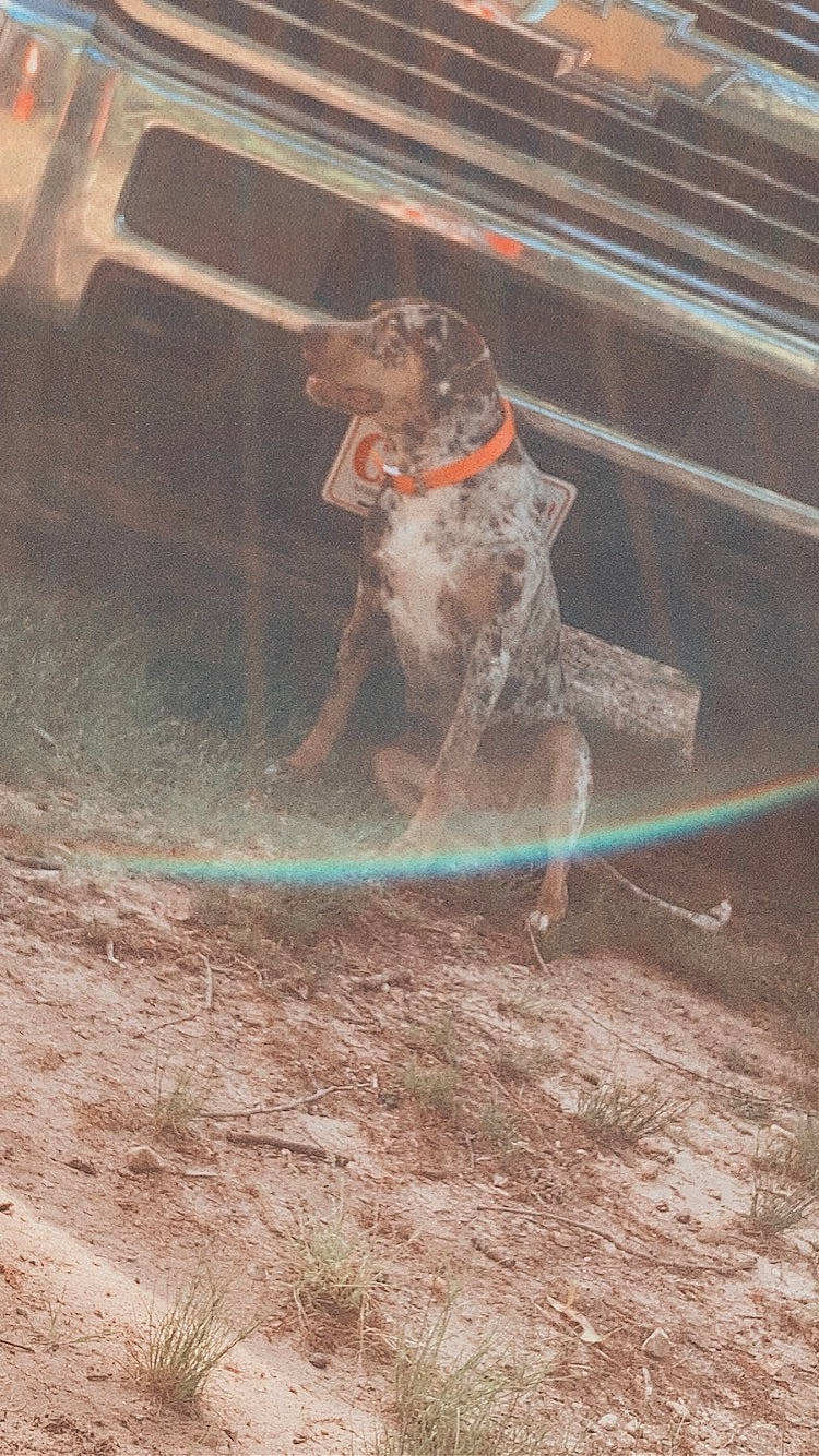 Luna joined the competition — help win amazing prizes! automotive_tire, car, carnivore, competition, competition_event, dirt_track_racing, event, hat, motorsport, off_road_racing, racing, recreation, soil, sport_venue, sports, sports_equipment, tire, vehicle, wheel, working_animal