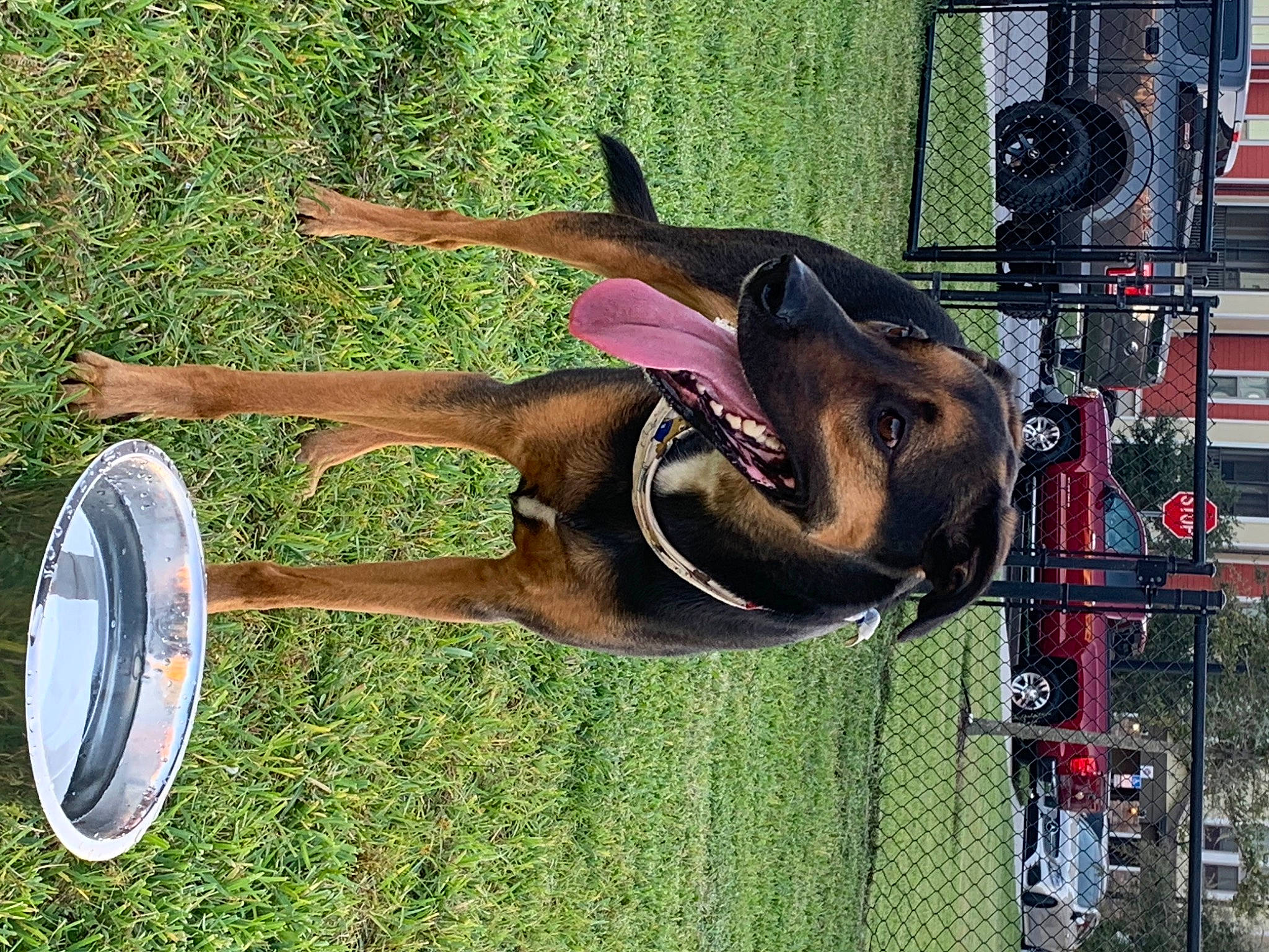 Lola is registered to the contest to win money with this photo: automotive_tire, bridle, car, collar, fawn, grass, horse_supplies, horse_tack, liver, motor_vehicle, pack_animal, pet_supply, plant, rein, stallion, tire, tree, vehicle, wheel, working_animal