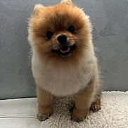 Snow a rejoint le concours — aidez-le/la à gagner de superbes lots ! dog, puppy, pomeranian, fluffy, cute, smiling, pet, animal, indoor, blanket, texture, fur, small, adorable, face, standing, looking, happy, canine, companion