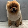 dog, puppy, pomeranian, fluffy, cute, smiling, pet, animal, indoor, blanket, texture, fur, small, adorable, face, standing, looking, happy, canine, companion
