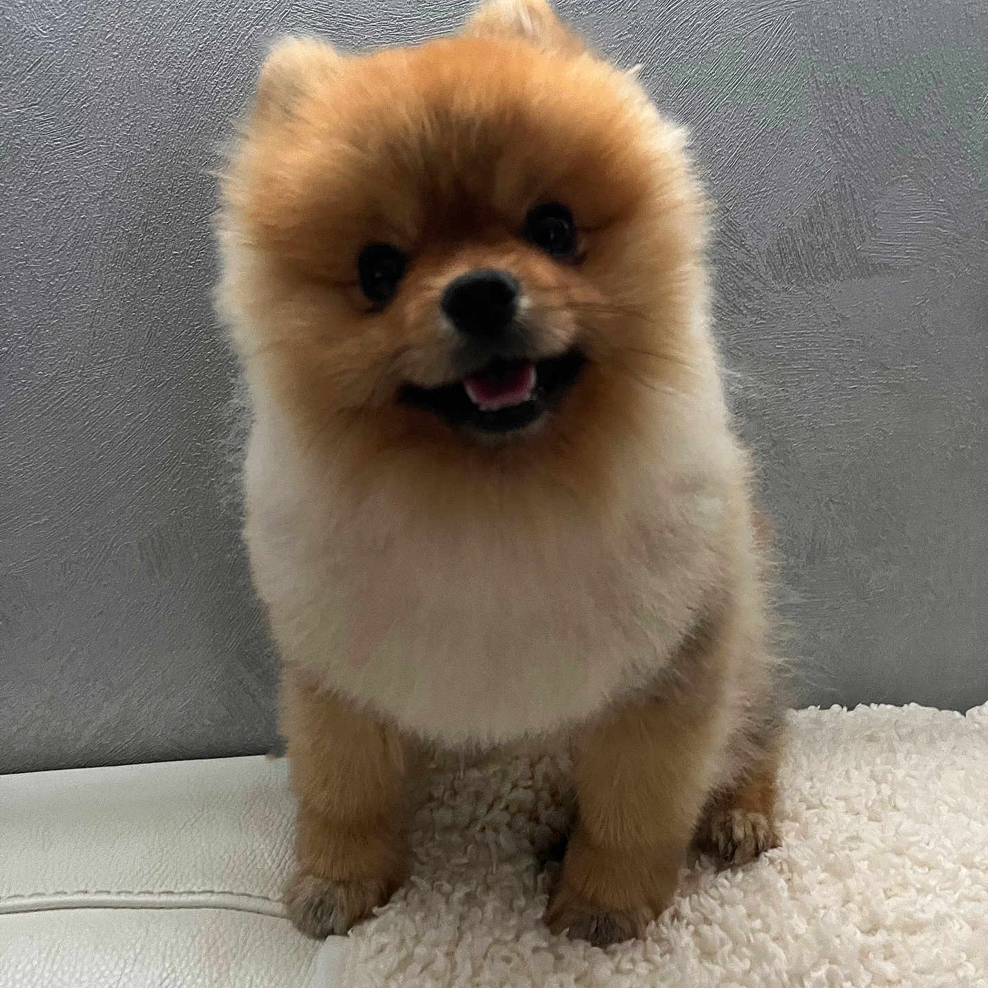 Snow a rejoint le concours — aidez-le/la à gagner de superbes lots ! adorable, animal, blanket, canine, companion, cute, dog, face, fluffy, fur, happy, indoor, looking, pet, pomeranian, puppy, small, smiling, standing, texture