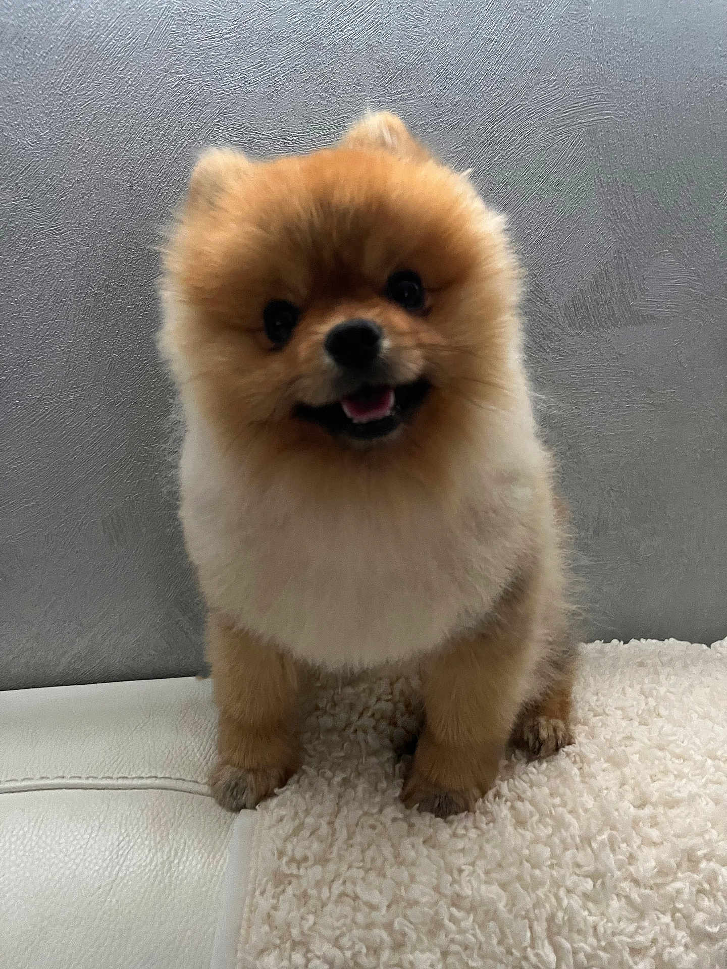 Snow a rejoint le concours — aidez-le/la à gagner de superbes lots ! dog, puppy, pomeranian, fluffy, cute, smiling, pet, animal, indoor, blanket, texture, fur, small, adorable, face, standing, looking, happy, canine, companion