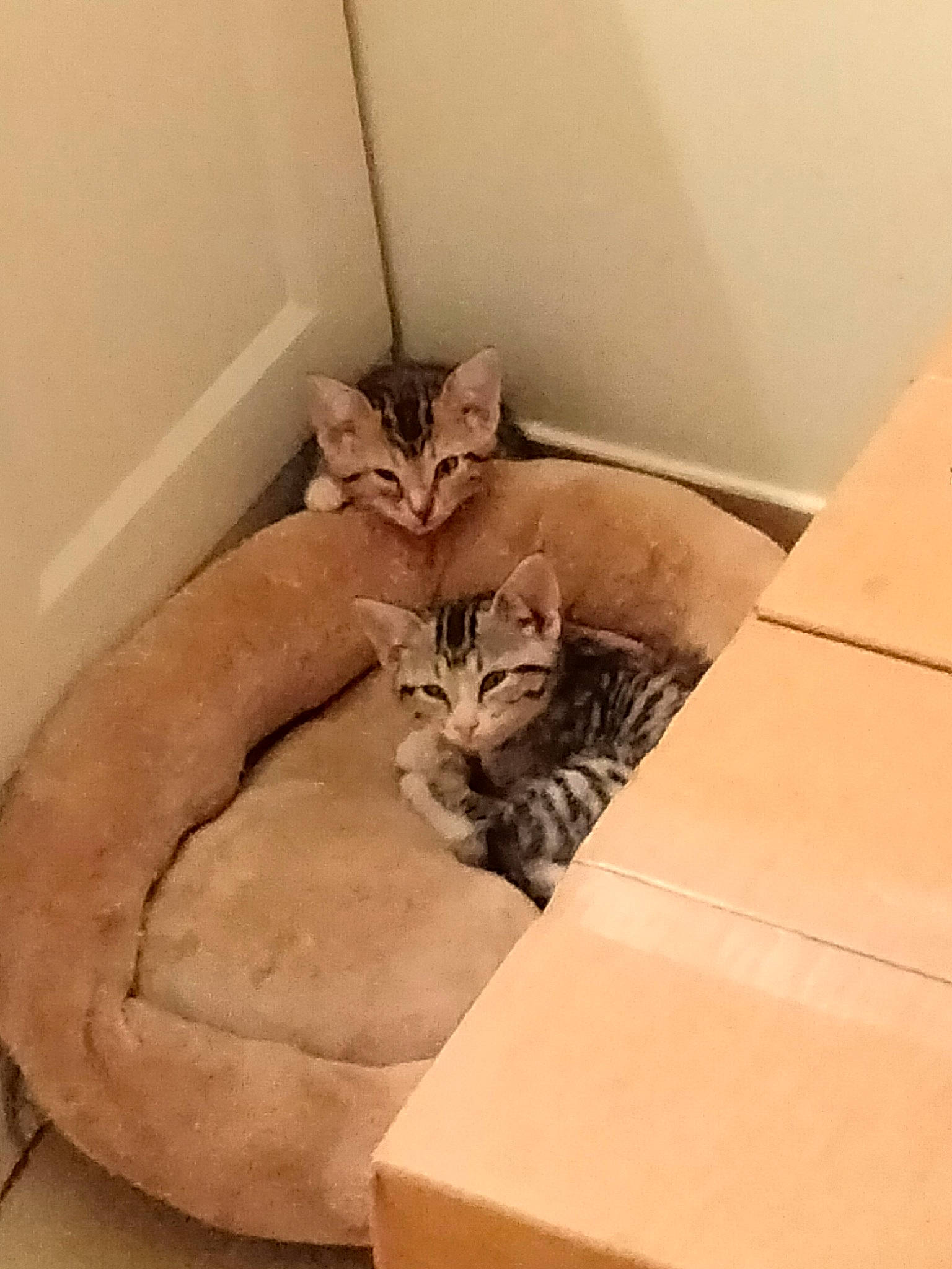 Cream Payne is registered to the contest to win money with this photo: box, cardboard, carnivore, carton, cat, cat_supply, comfort, domestic_short_haired_cat, felidae, floor, flooring, fur, hardwood, packaging_and_labeling, pet_supply, shipping_box, small_to_medium_sized_cats, tail, whiskers, wood