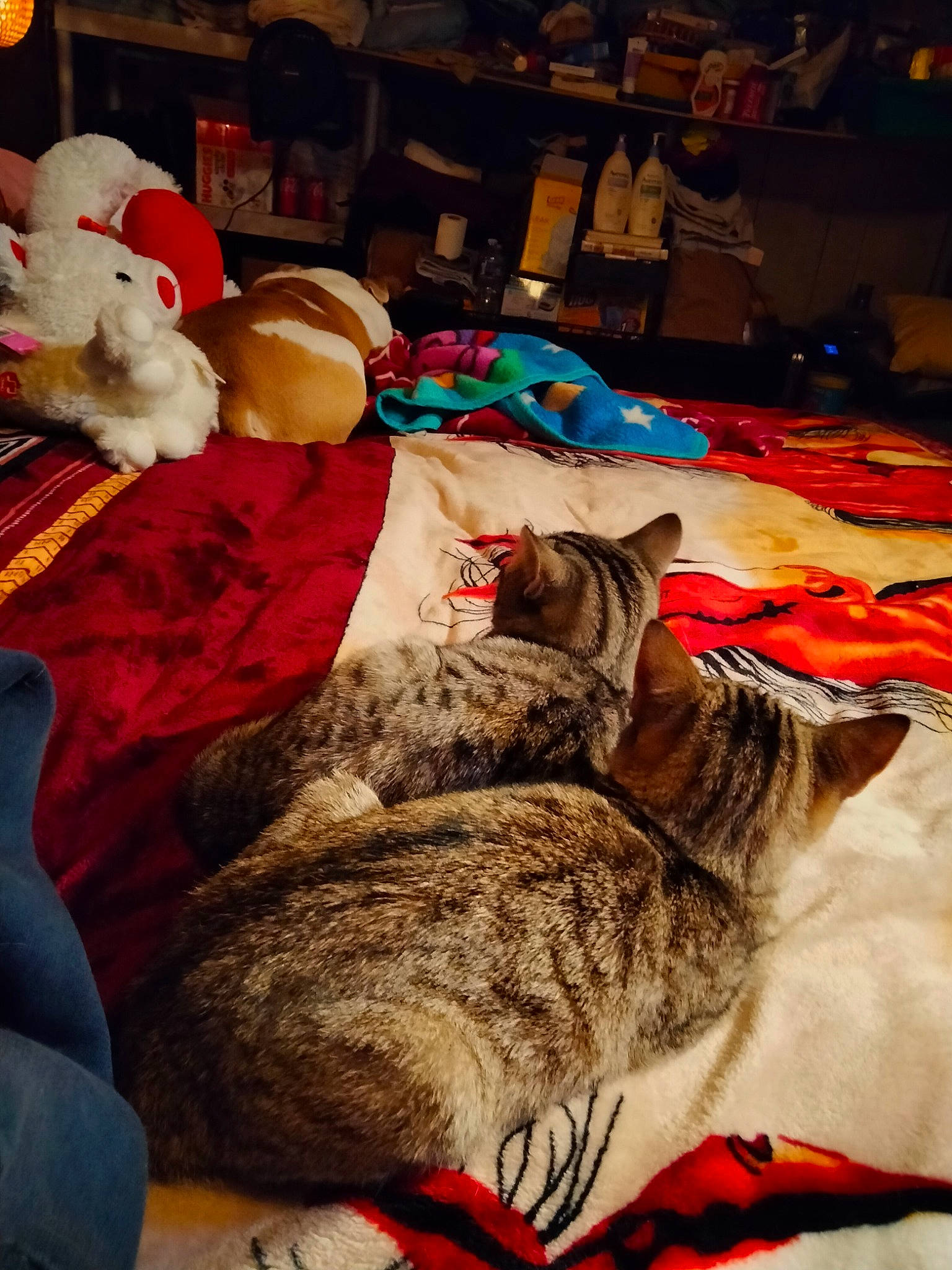 Cream Payne joined the competition — help win amazing prizes! bed, bed_sheet, carnivore, carpet, cat, comfort, domestic_short_haired_cat, felidae, flooring, fur, linens, nap, plush, room, small_to_medium_sized_cats, stuffed_toy, tail, teddy_bear, toy, whiskers