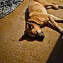 dog, lying_down, carpet, sunlight, indoor, collar, brown_dog, pet, resting, shadow, blanket, cardboard_box, floor, animal, domestic, relaxed, fur, canine, quiet, home