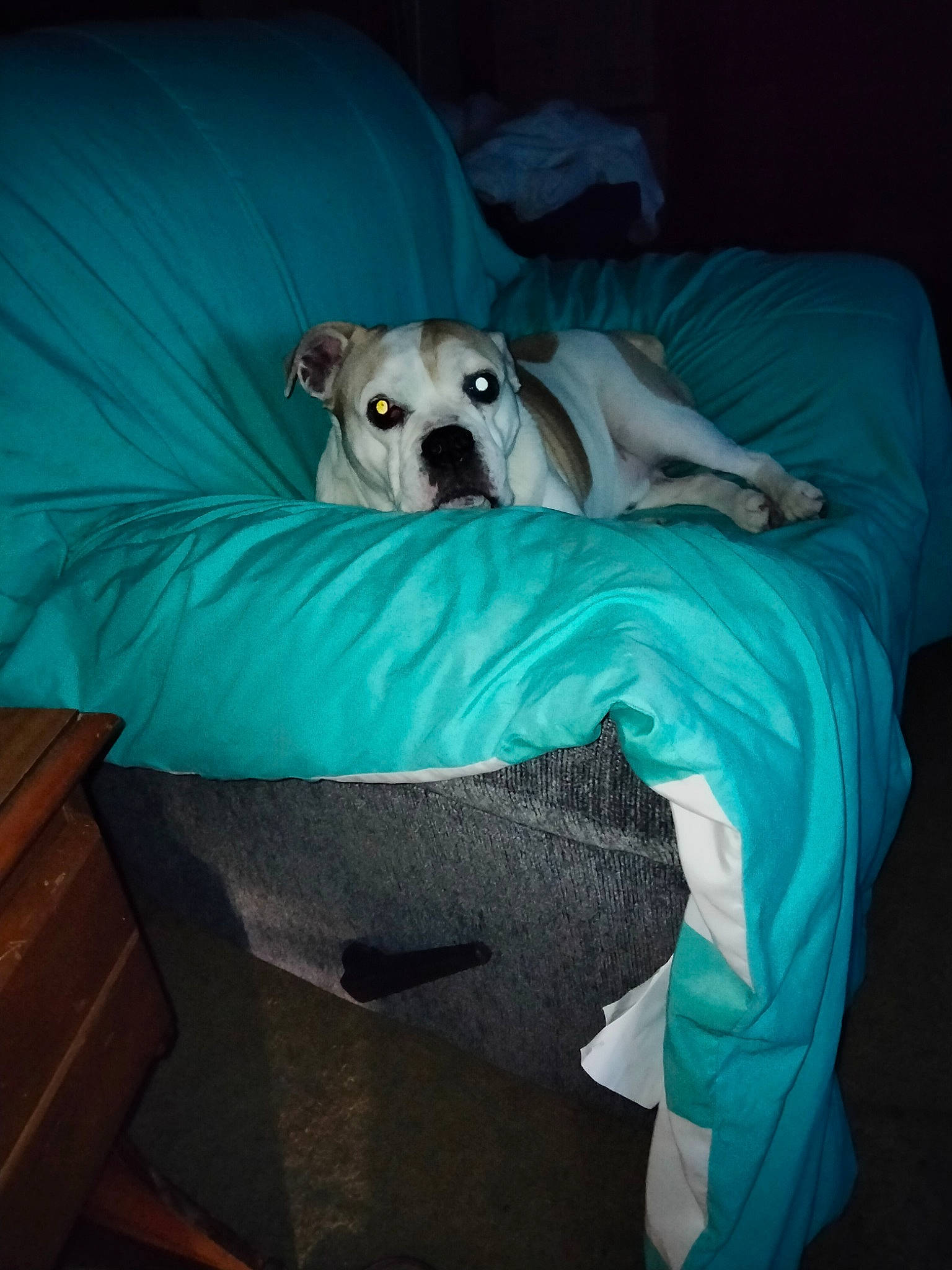 Chop Payne is registered to the contest to win money with this photo: bored, canidae, carnivore, chair, comfort, companion_dog, couch, dog, dog_breed, dog_supply, fawn, furniture, linens, nap, pillow, room, sporting_group, terrestrial_animal, toy_dog, working_animal