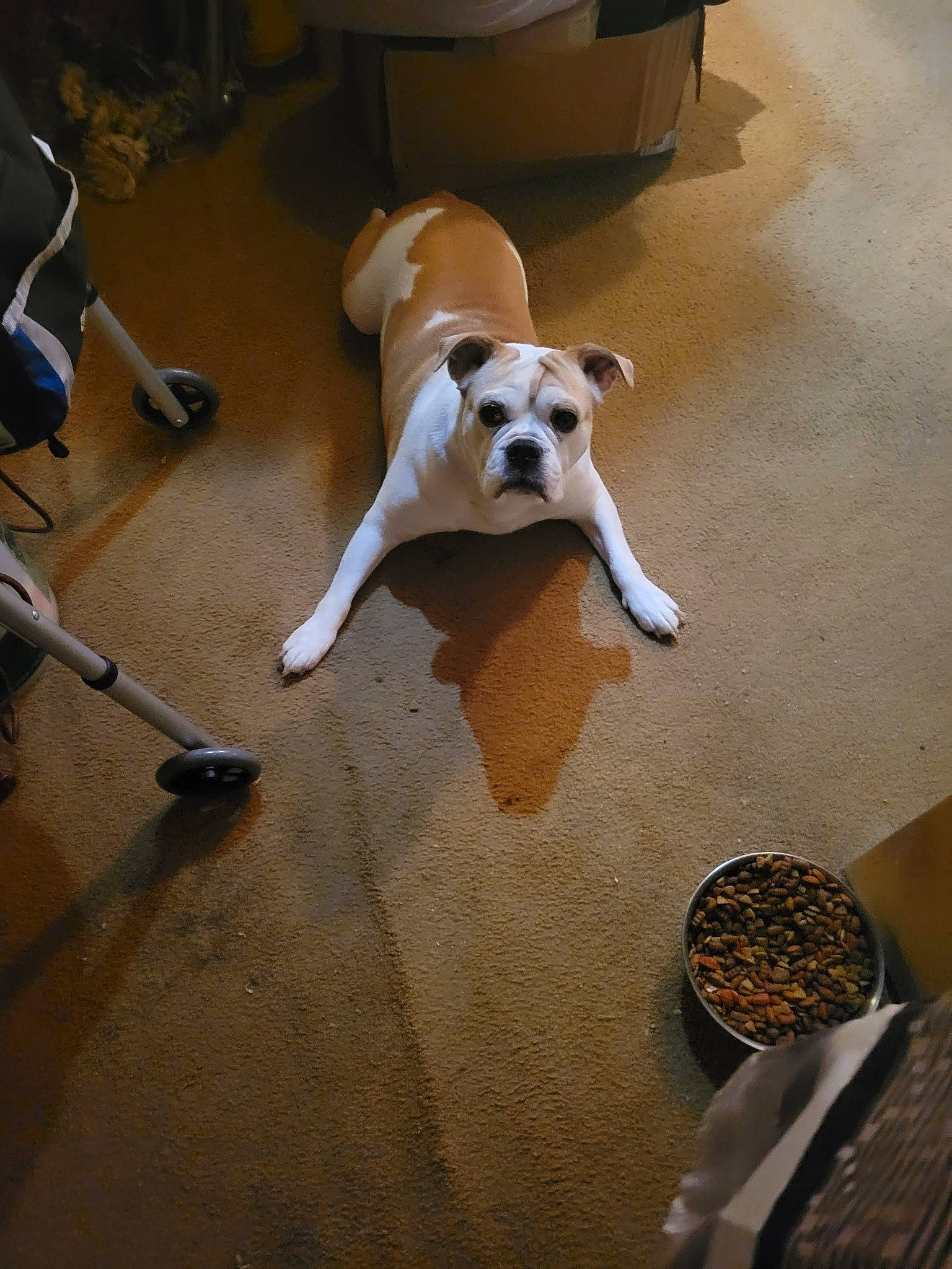 Chop Payne joined the competition — help win amazing prizes! ball, canidae, carnivore, chair, comfort, companion_dog, dog, dog_breed, fawn, floor, flooring, hardwood, paw, snout, sporting_group, tableware, tail, toy_dog, wood, working_animal