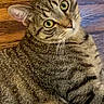 Crimson is registered to the contest to win money with this photo: animal, brown, cat, close_up, curious, cute, domestic, ears, eyes, face, floor, fur, indoor, lying_down, mammal, pet, striped, tabby, whiskers, wood