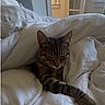 Crimson joined the competition — help win amazing prizes! bed, blanket, cat, comfort, cozy, drape, feline, fur, indoor, light, morning, nap, pajamas, pet, resting, sleepy, stretch, tabby, white, window