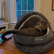 Crimson is registered to the contest to win money with this photo: animal, book, cat, cozy, curious, cushion, domestic_cat, fur, furniture, home, indoor, living_room, looking_back, pet_bed, plant, relaxed, resting, tabby_cat, window, wooden_table