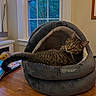 animal, book, cat, cozy, curious, cushion, domestic_cat, fur, furniture, home, indoor, living_room, looking_back, pet_bed, plant, relaxed, resting, tabby_cat, window, wooden_table