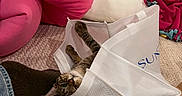 Crimson is registered to the contest to win money with this photo: carpet, cat, cozy, cute, fabric, feline, foot, household, indoor, mesh_bag, pet, pink_blanket, pink_cushion, playful, relaxed, resting, sock, tabby_cat, textile, white_pillow