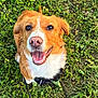 dog, dog_face, brown_dog, smiling_dog, grass, outdoor, harness, leash, happy, portrait, close_up, tongue, nose, eyes, paws, fur, white_chest, looking_up, sunlight, nature