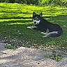 dog, husky, black_and_white, grass, lawn, outdoor, pet, animal, canine, sunlight, backyard, relaxing, nature, greenery, pavement, curious, lying_down, daytime, shadows, plants