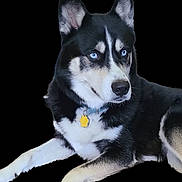 Titus is registered to the contest to win money with this photo: dog, husky, blue_eyes, black_fur, white_fur, pet, animal, canine, collar, tag, portrait, profile, laying_down, alert, domestic_animal, fur, ears, snout, looking_away, isolated