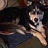 dog, husky, blue_eyes, pet, animal, indoor, furniture, blanket, resting, relaxed, canine, fur, ears, tail, paw, face, portrait, couch, cozy, home