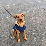 Cooper is registered to the contest to win money with this photo: dog, puppy, brown_dog, jacket, leash, sitting, outdoor, pavement, curious, pet, animal, young_dog, ears, eyes, canine, waiting, cute, wearing_clothes, attention, park