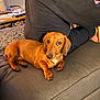 Hudson joined the competition — help win amazing prizes! dog, dachshund, pet, indoor, couch, furniture, person, back_view, brown_dog, looking, relaxed, home, cozy, animal, companion, seated, casual_clothing, living_room, domestic, resting