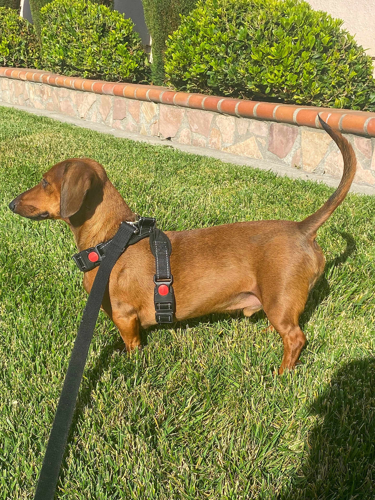 Hudson is registered to the contest to win money with this photo: dog, dachshund, leash, harness, grass, lawn, outdoor, pet, canine, sunlight, shadow, greenery, bushes, stone_wall, side_view, small_dog, brown_coat, standing, garden, daytime