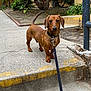 Hudson joined the competition — help win amazing prizes! dog, dachshund, leash, sidewalk, step, outdoor, pet, brown_dog, animal, curious, tail, walking, garden, plant, concrete, residential, daylight, canine, alert, nature