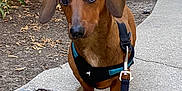 Hudson joined the competition — help win amazing prizes! dog, dachshund, pet, animal, leash, harness, curb, sidewalk, outdoor, brown, ears, eyes, fur, walking, garden, plants, concrete, pavement, small_dog, canine