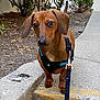 dog, dachshund, pet, animal, leash, harness, curb, sidewalk, outdoor, brown, ears, eyes, fur, walking, garden, plants, concrete, pavement, small_dog, canine