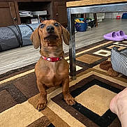 Hudson is registered to the contest to win money with this photo: dog, puppy, dachshund, brown_dog, collar, carpet, floor, table, furniture, indoor, pet, animal, ears, eyes, cute, home, living_room, slipper, foot, patterned_rug