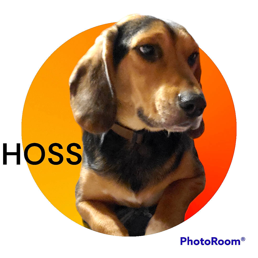 Hoss joined the competition — help win amazing prizes! canidae, carnivore, circle, collar, companion_dog, dog, dog_breed, dog_collar, dog_supply, font, fur, hound, hunting_dog, liver, pet_supply, rectangle, scent_hound, sporting_group, whiskers, working_animal
