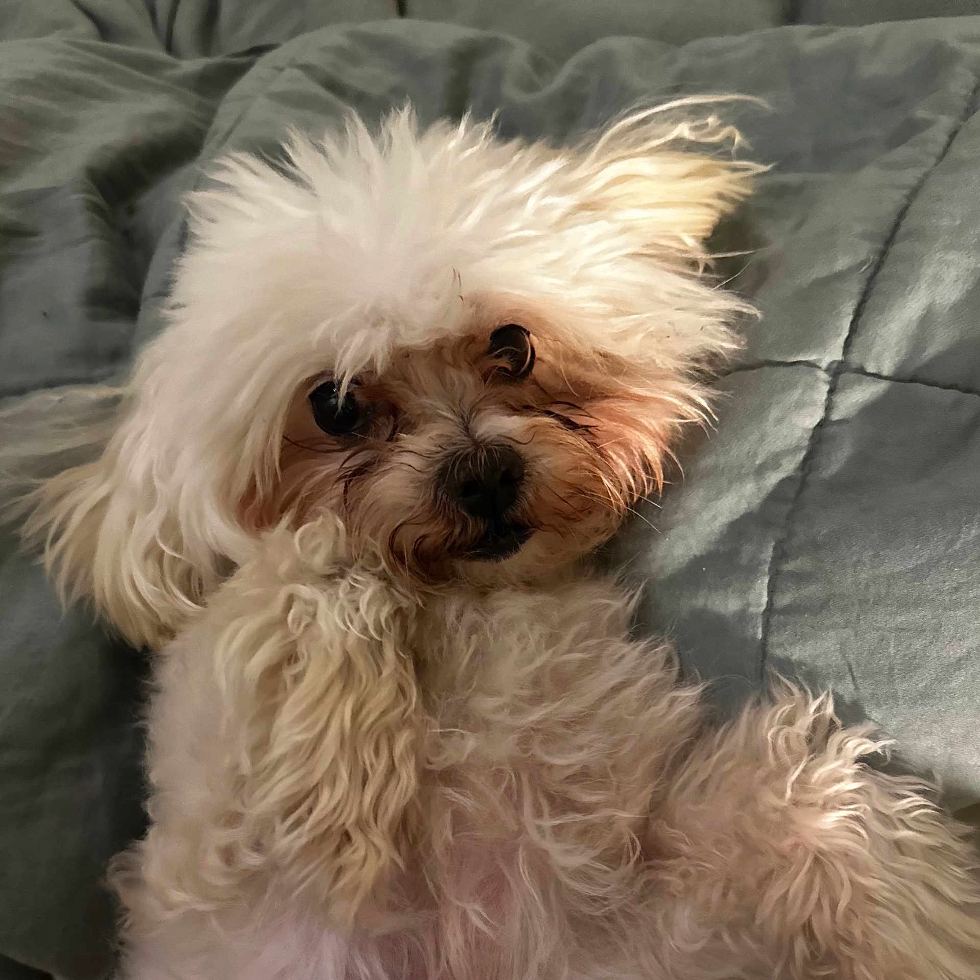 Elvis
