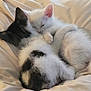 kitten, cat, sleeping, snuggling, fur, bed, cozy, white, black, animal, cute, pet, soft, peaceful, resting, two, closeup, domestic, feline, young