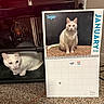 Sugar is registered to the contest to win money with this photo: animal, calendar, calendar_photo, candle_holder, carpet, cat, closeup, curious, eyes, feline, floor, furniture, heterochromia, indoor, january, looking, pet, photo, shelf, white_cat