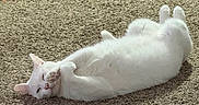 Sugar is registered to the contest to win money with this photo: animal, carpet, cat, cozy, cute, domestic_animal, feline, fluffy, home, indoor, lying_down, mammal, pet, playful, relaxed, resting, sleepy, soft_fur, sunlight, white_cat