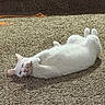 animal, carpet, cat, cozy, cute, domestic_animal, feline, fluffy, home, indoor, lying_down, mammal, pet, playful, relaxed, resting, sleepy, soft_fur, sunlight, white_cat